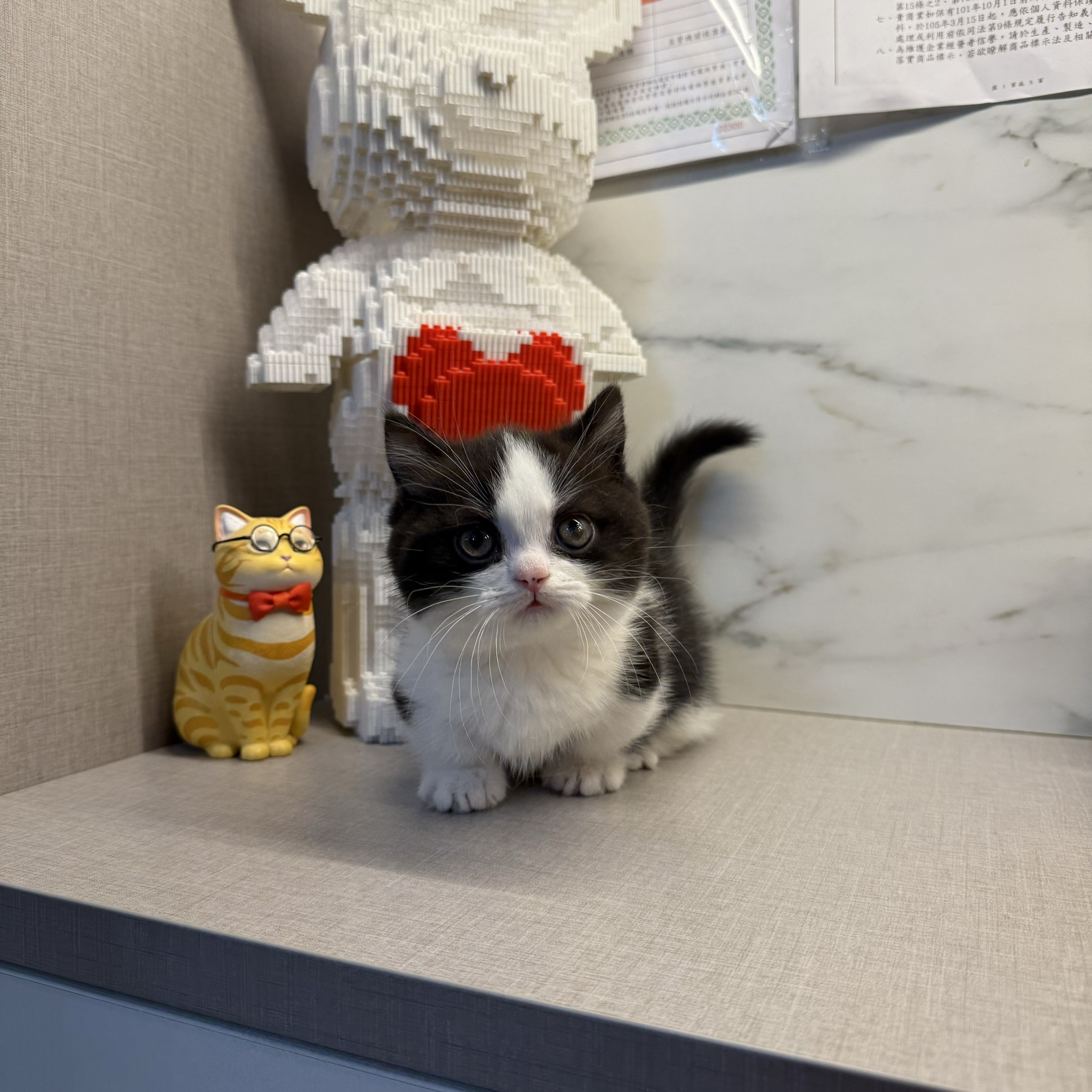 野獸派貓舍／巧克力賓士曼赤肯