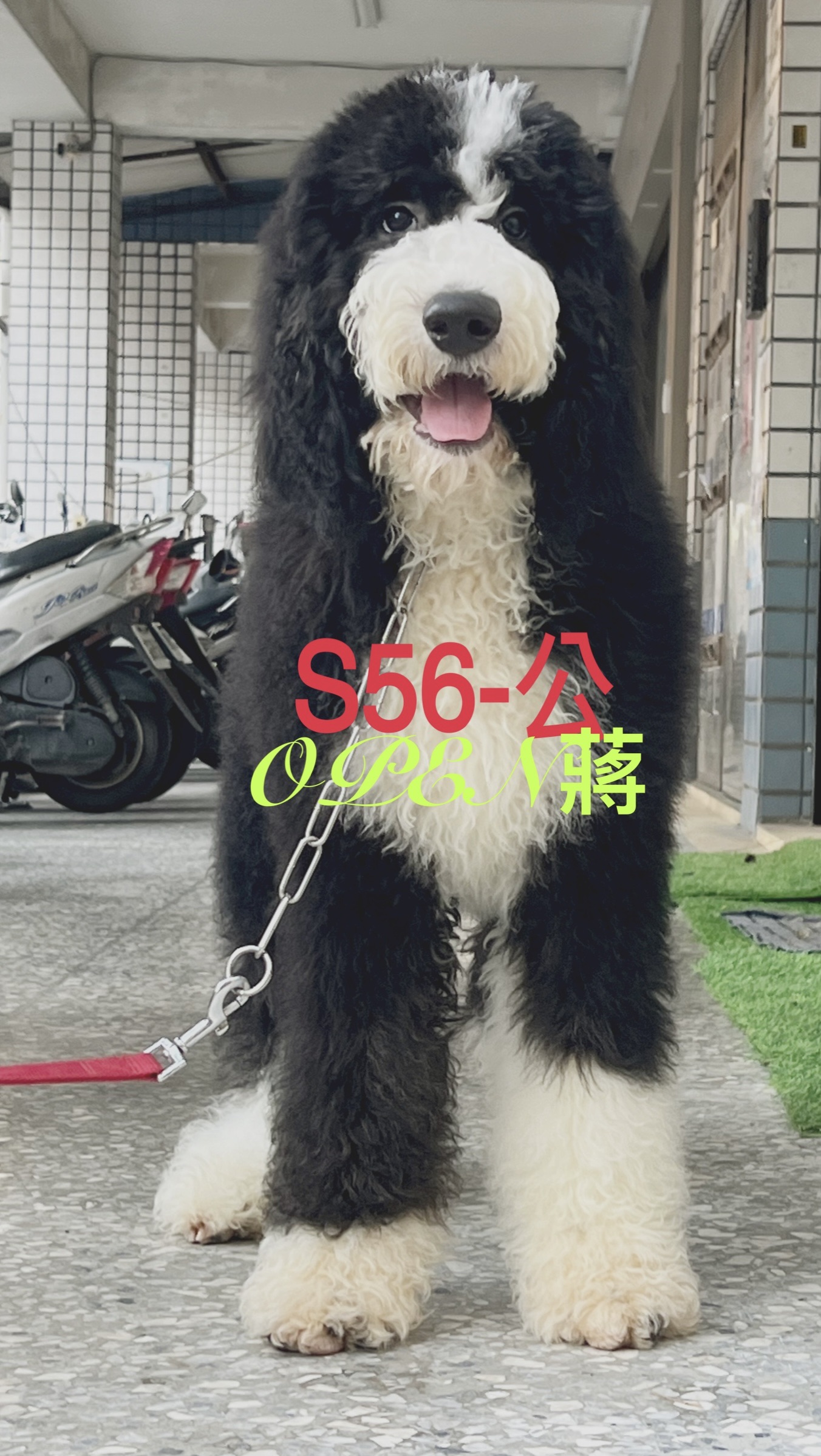 OPEN蔣犬舍／三色燕尾巨型貴賓