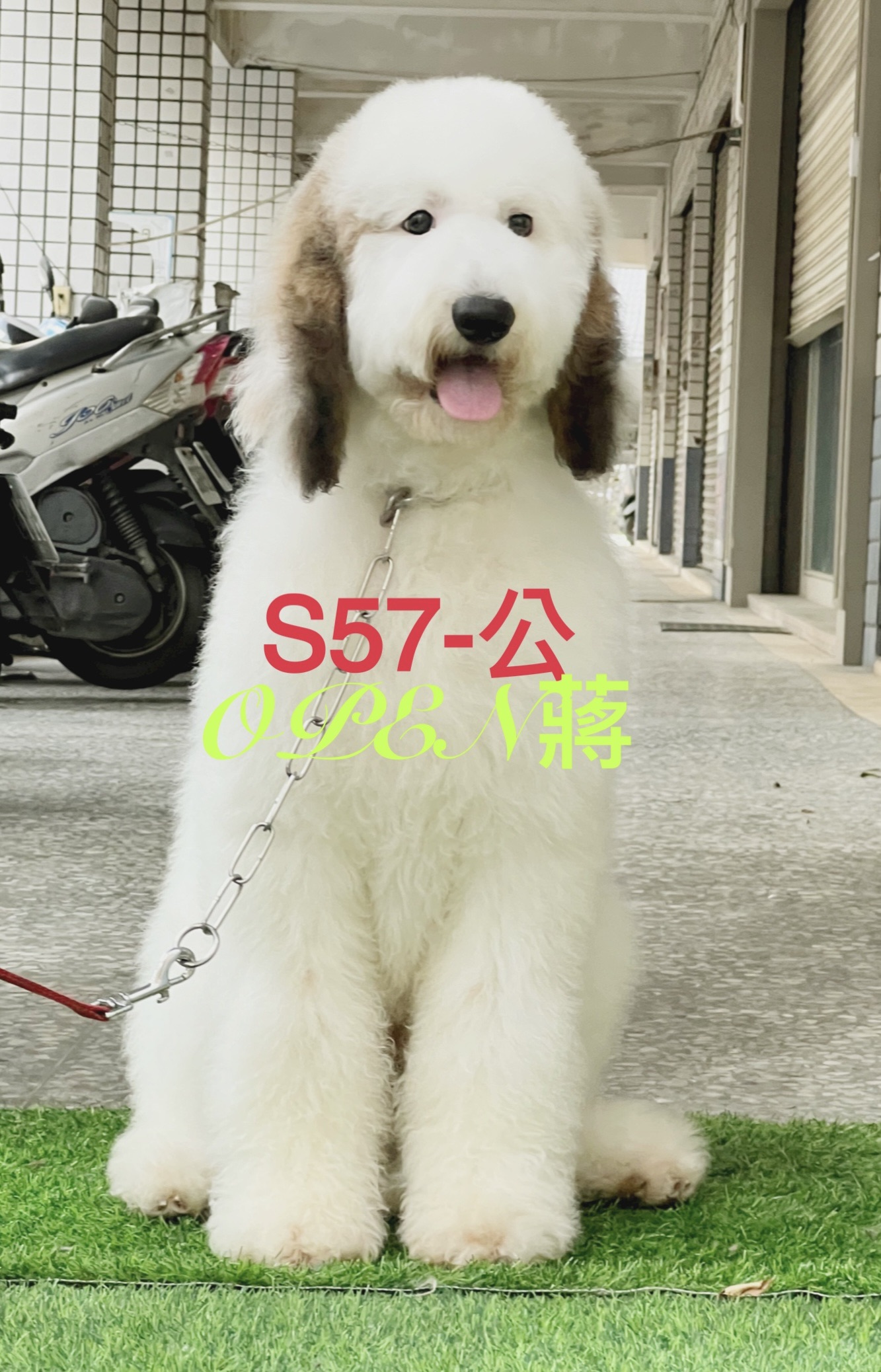 OPEN蔣犬舍／三色花巨型貴賓