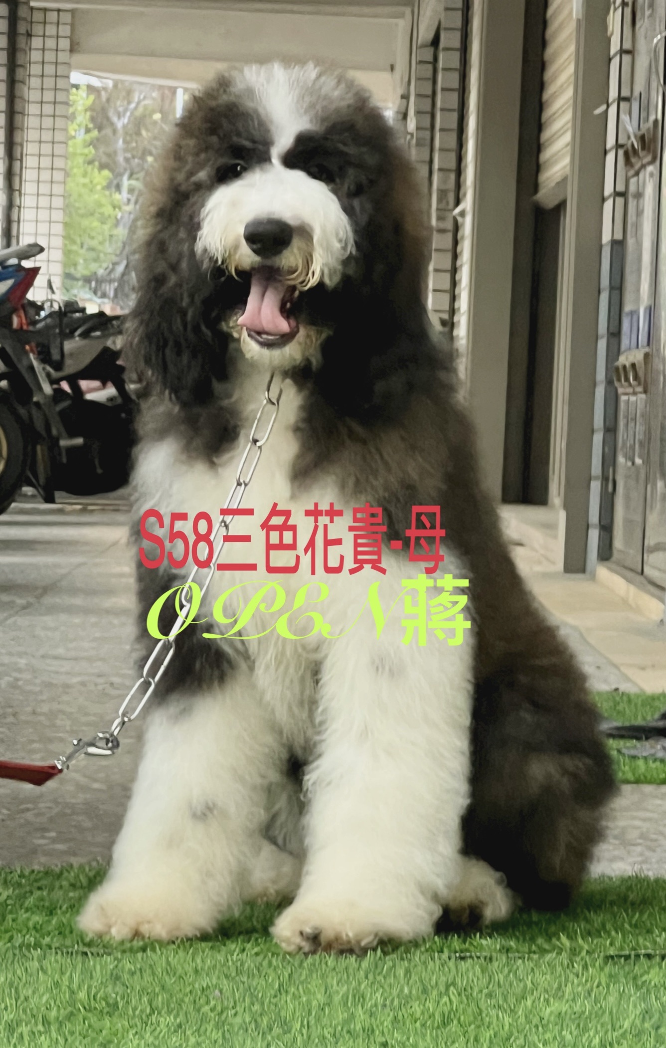 OPEN蔣犬舍／三色花巨型貴賓