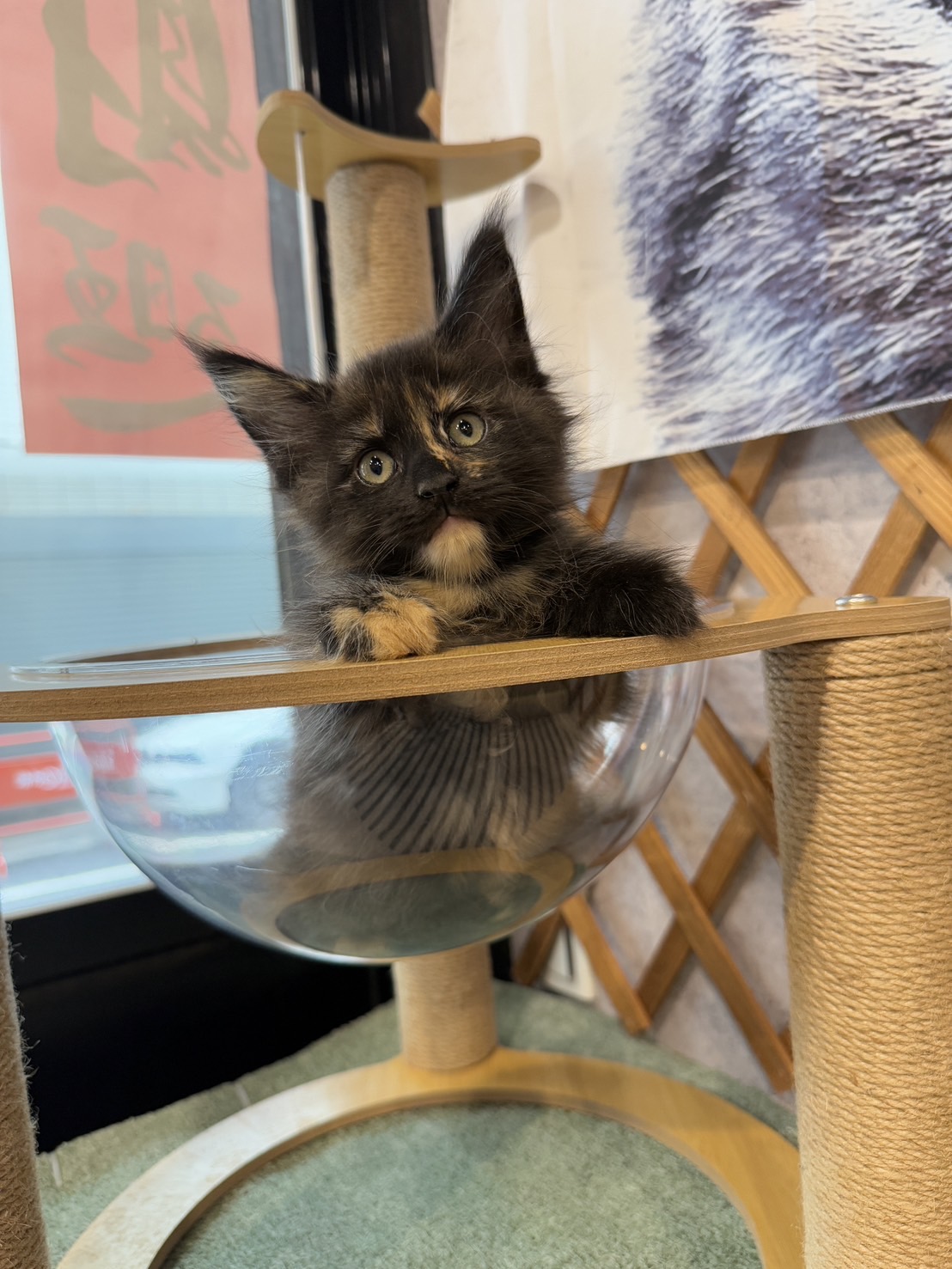 金瑟喵屋／玳瑁色緬因貓