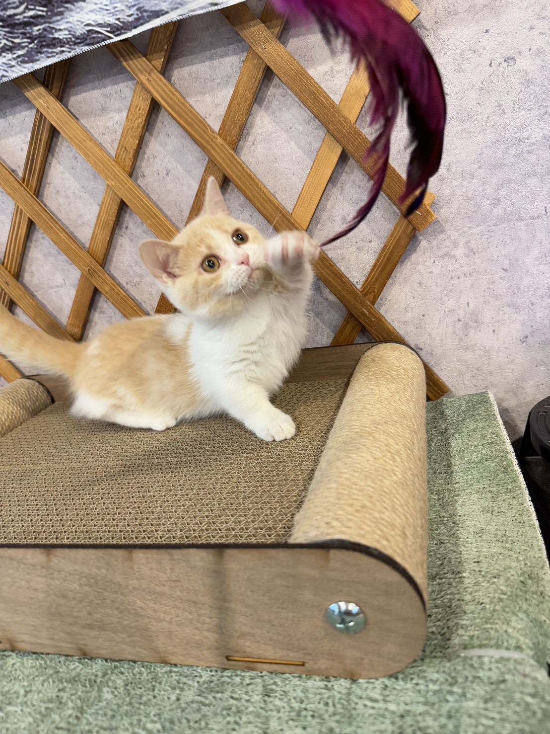 金瑟喵屋／奶油賓士曼赤肯