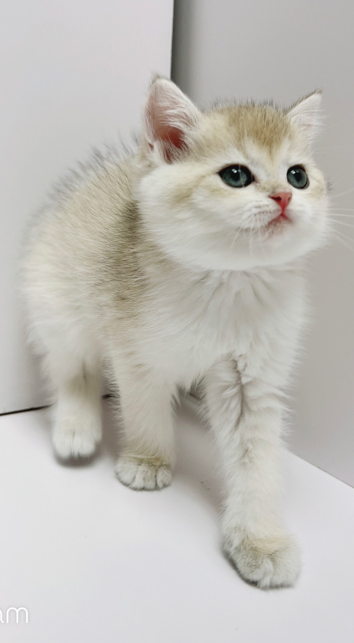 小藤貓舍／英國短毛貓