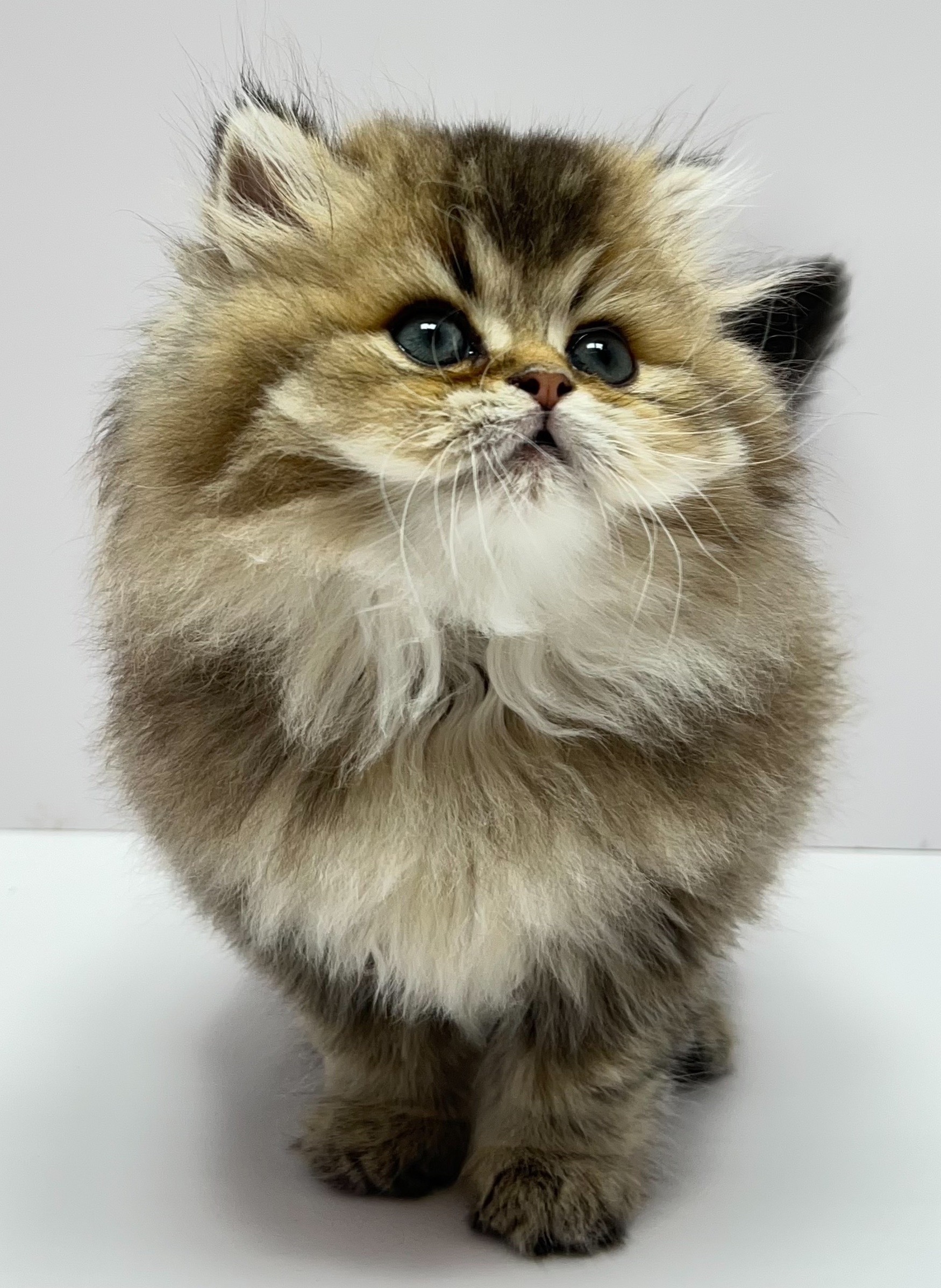 小藤貓舍／英國長毛貓