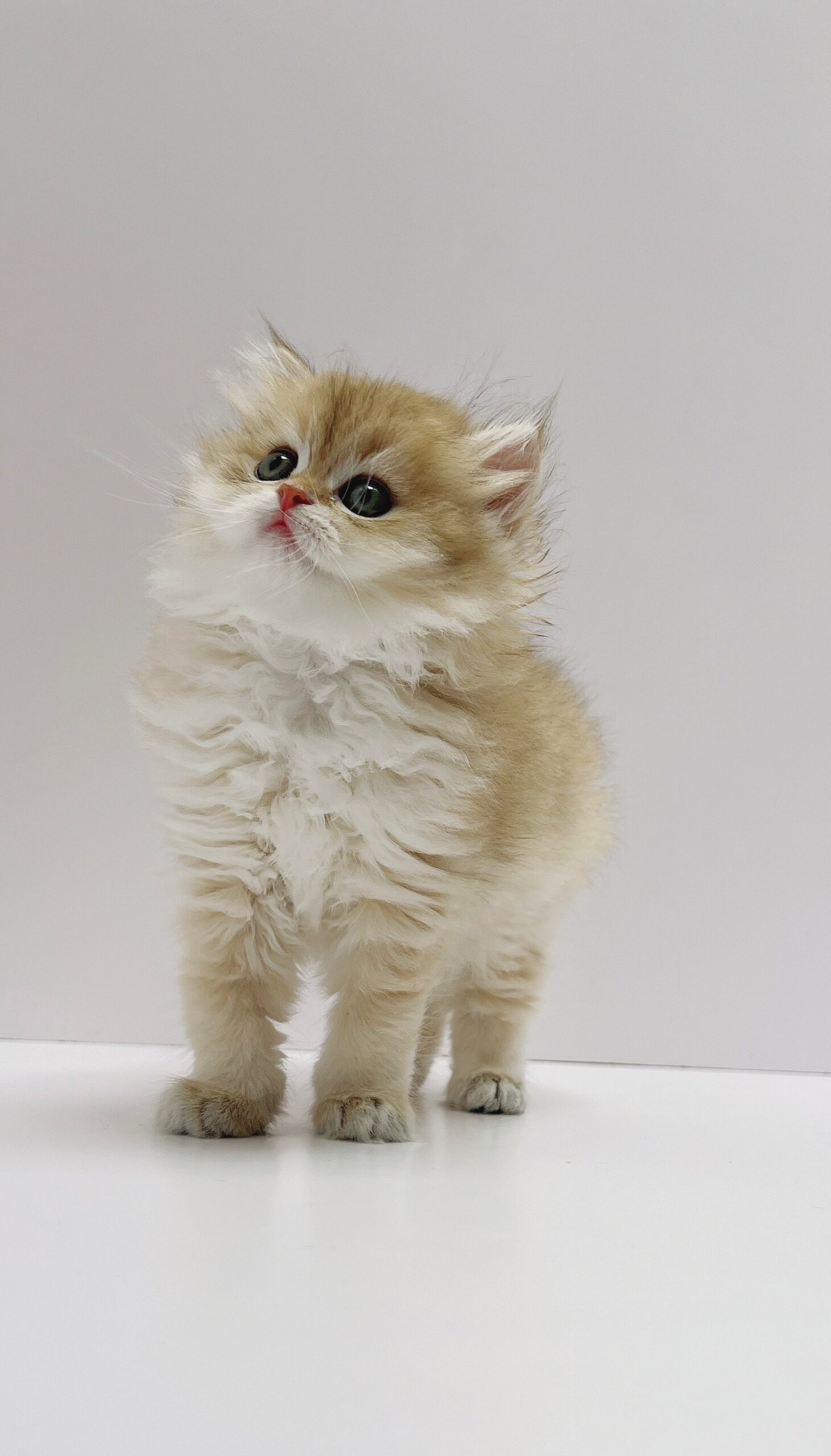 小藤貓舍／英國長毛貓