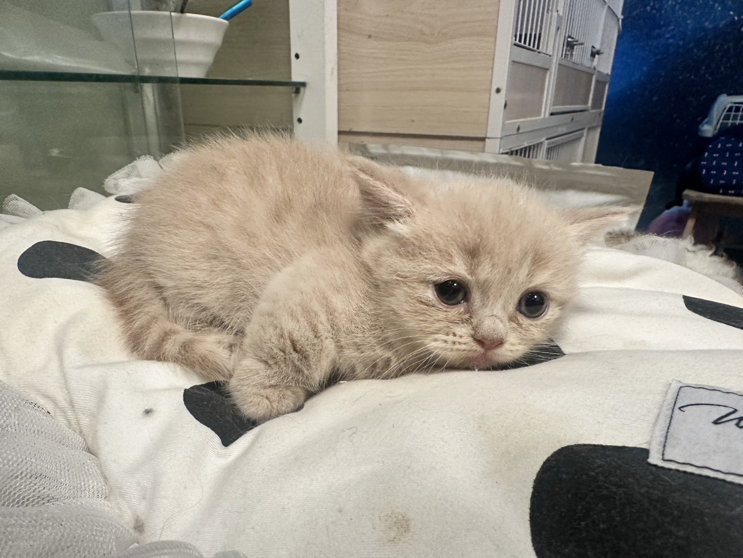 天使貓園／奶油曼赤肯