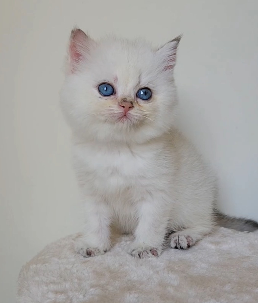 天使貓園／銀點英國短毛貓