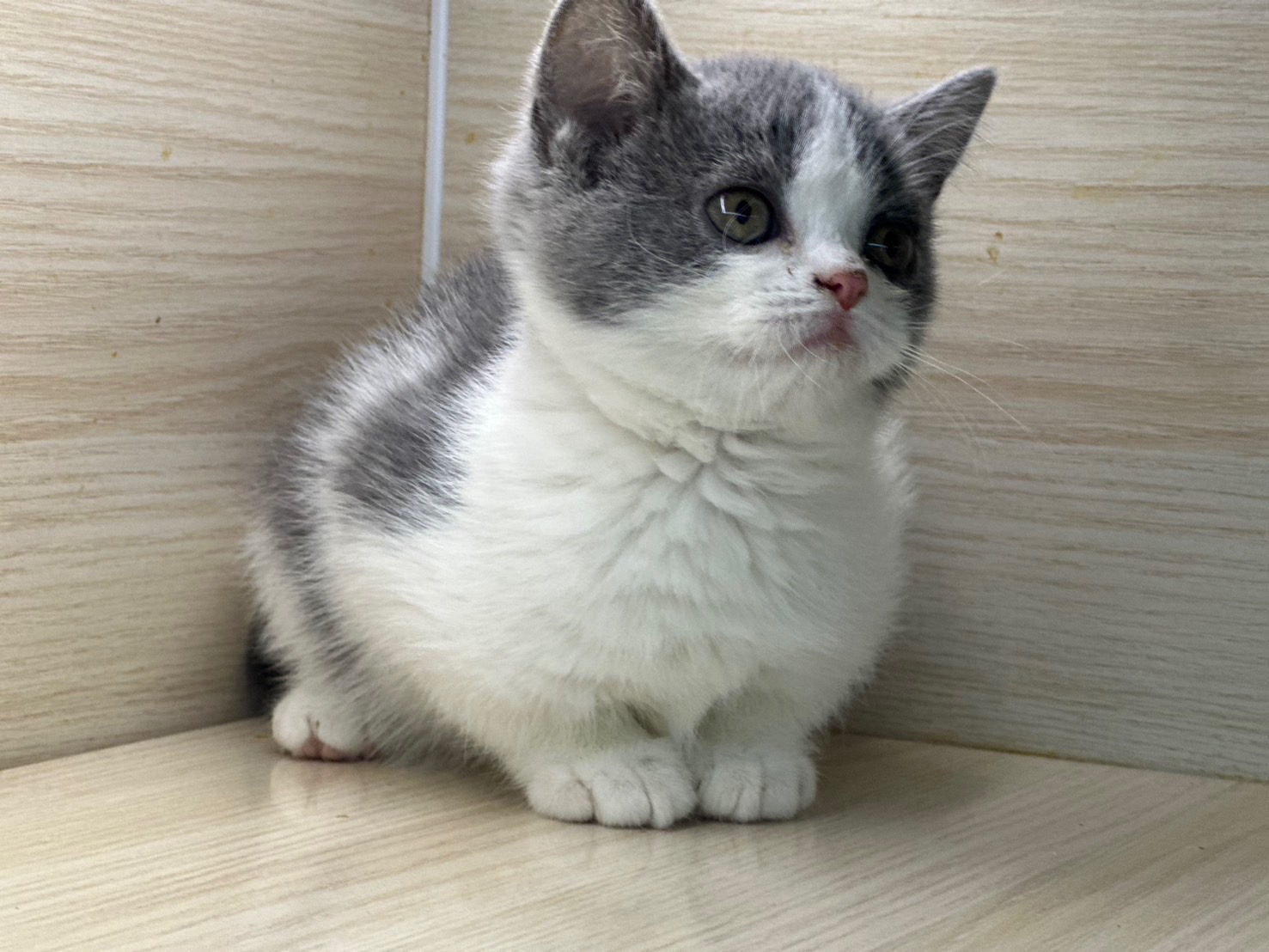 天使貓園／藍白英國短毛貓