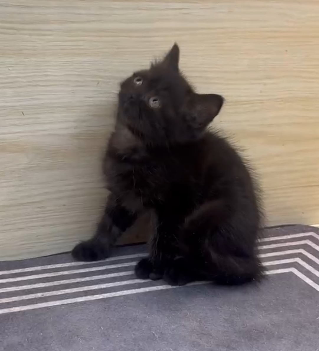 天使貓園／黑色英國短毛貓