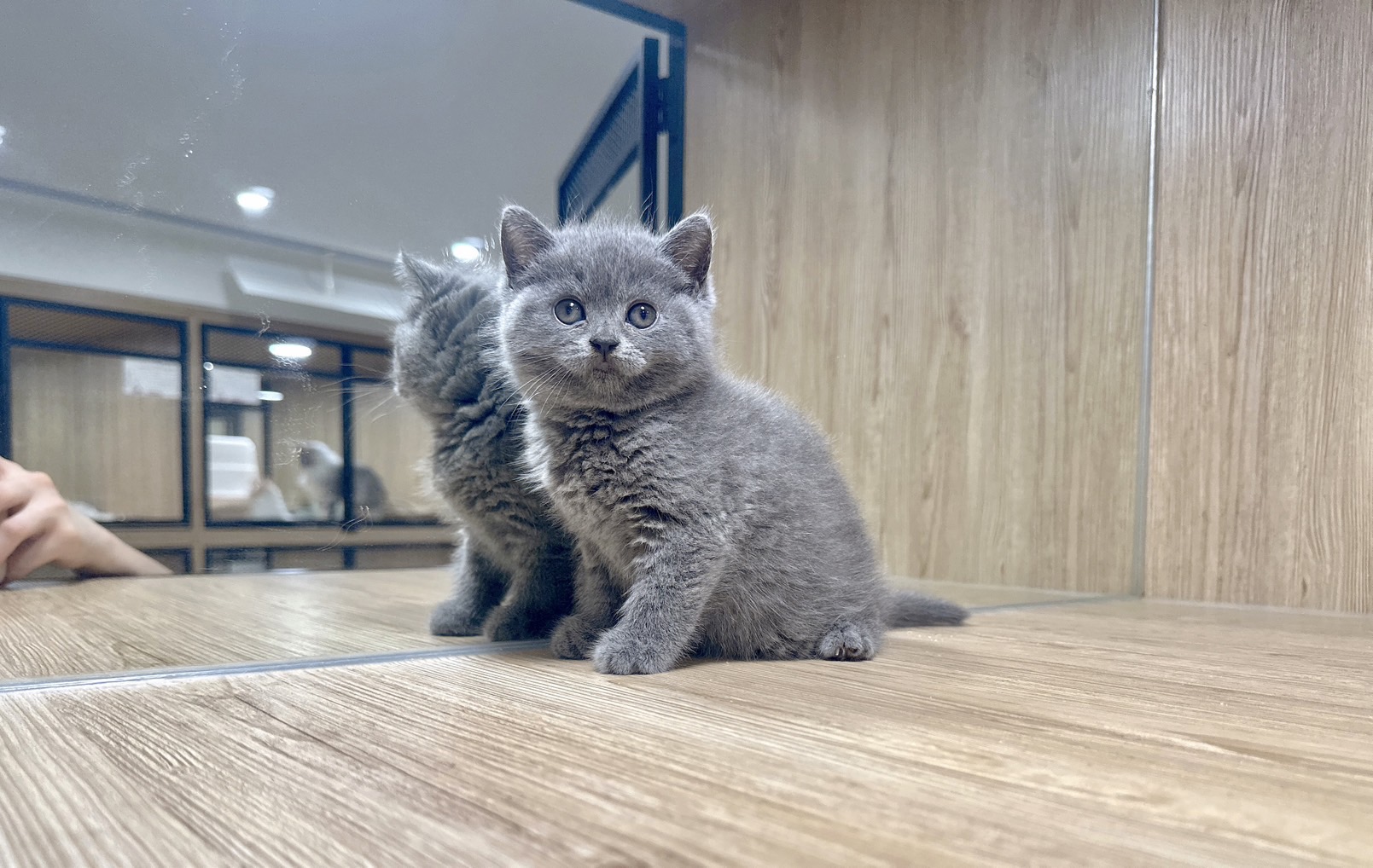 喜得貓社／藍色英國短毛貓