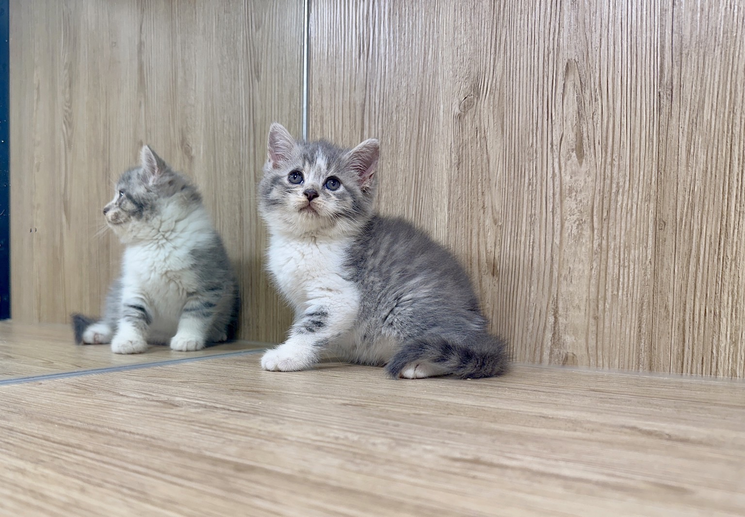 喜得貓社／藍虎斑英國短毛貓