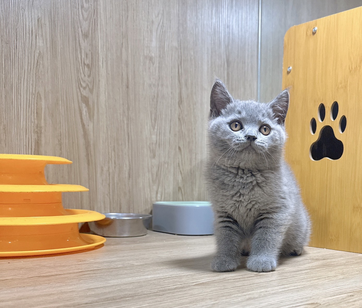 喜得貓社／藍色英國短毛貓