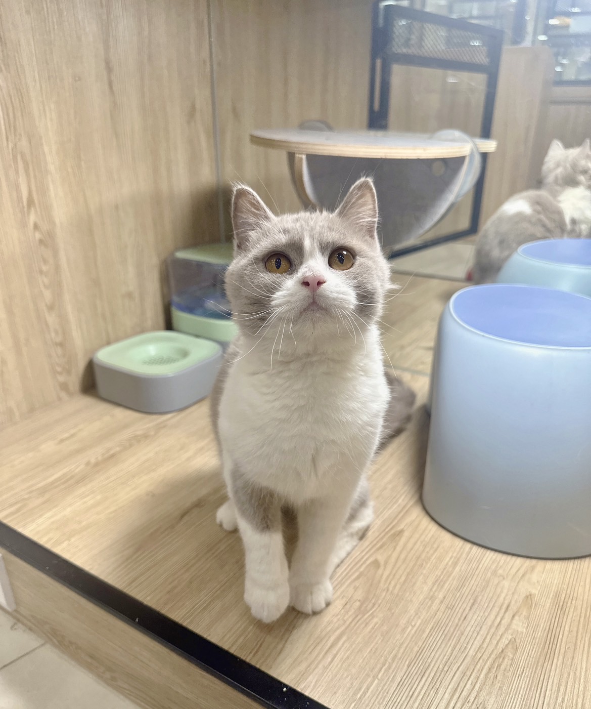 喜得貓社／紫丁香賓士英國短毛貓