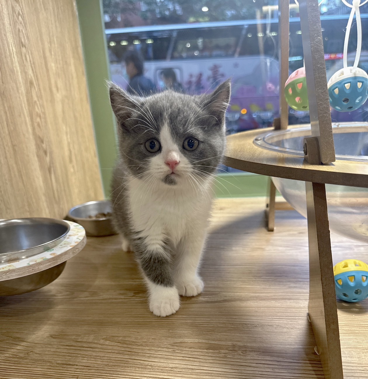 喜得貓社／藍白英國短毛貓