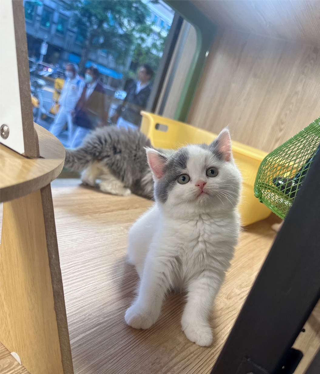 喜得貓社／藍白英國長毛貓