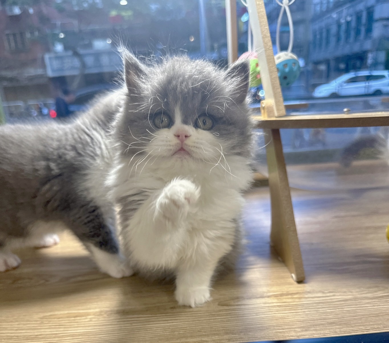 喜得貓社／藍白英國長毛貓