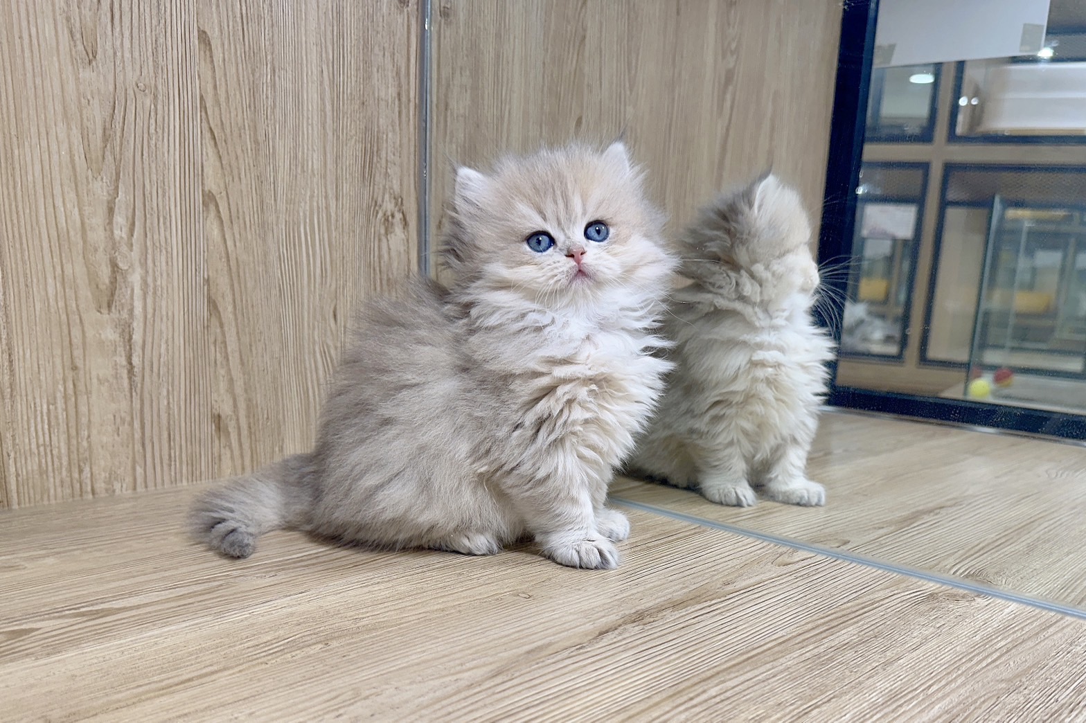 喜得貓社／藍金英國長毛貓