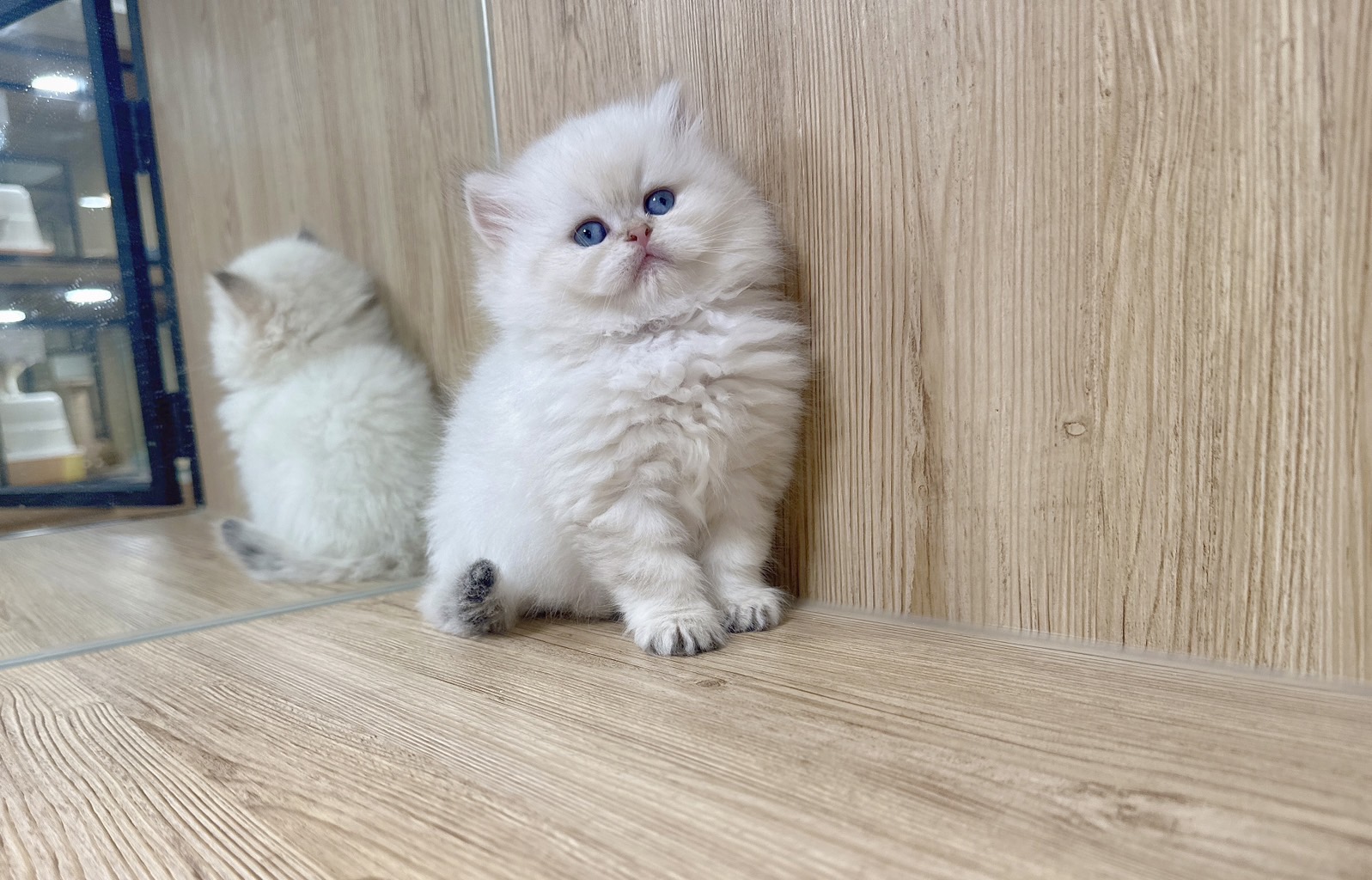 喜得貓社／金點英國長毛貓