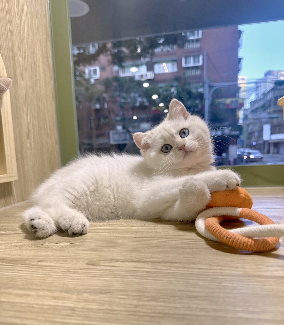 喜得貓社／金點英國短毛貓