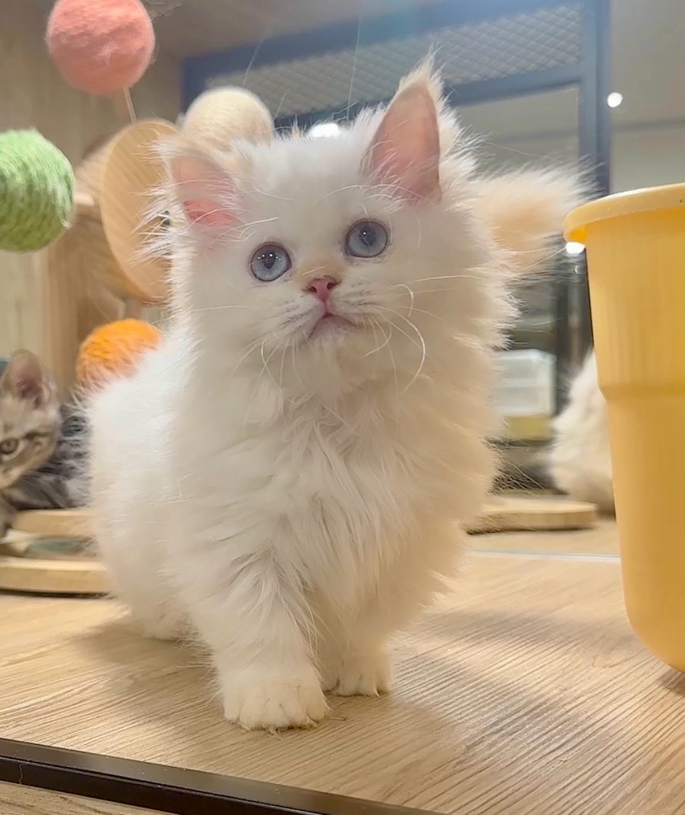 喜得貓社／紅端子小步舞曲