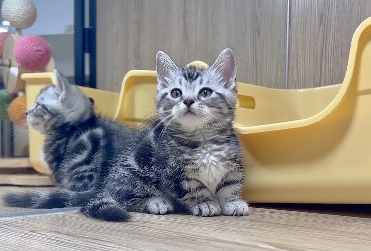 喜得貓社／銀白色曼赤肯