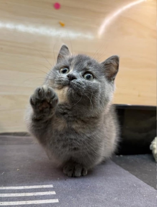 天使貓園／曼赤肯