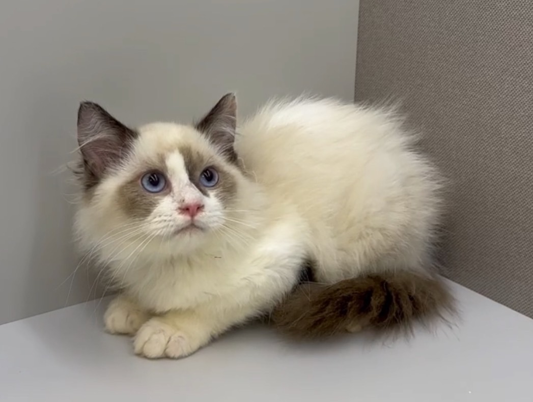 天使貓園／海豹雙色布偶貓