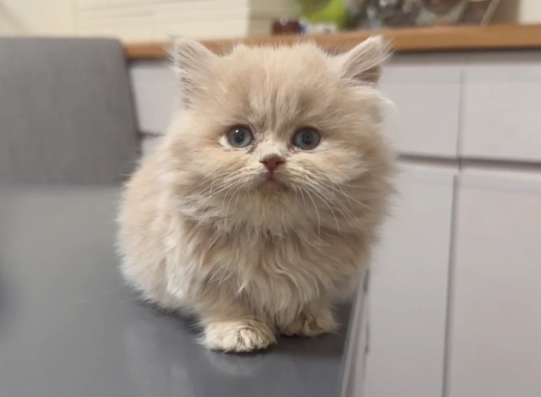 天使貓園／奶油小步舞曲