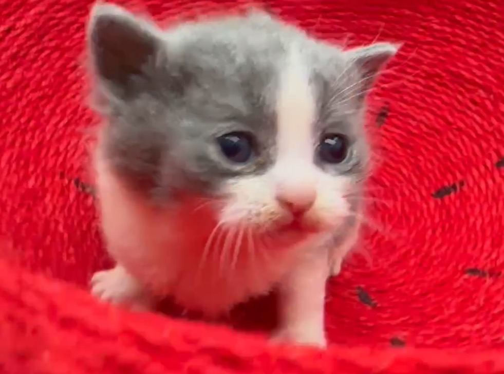 天使貓園／藍白英國短毛貓