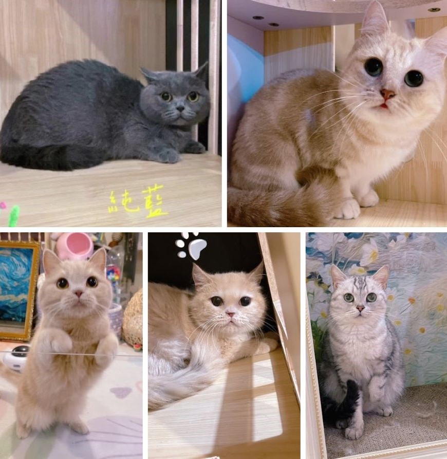 星光貓舍／各品種貓