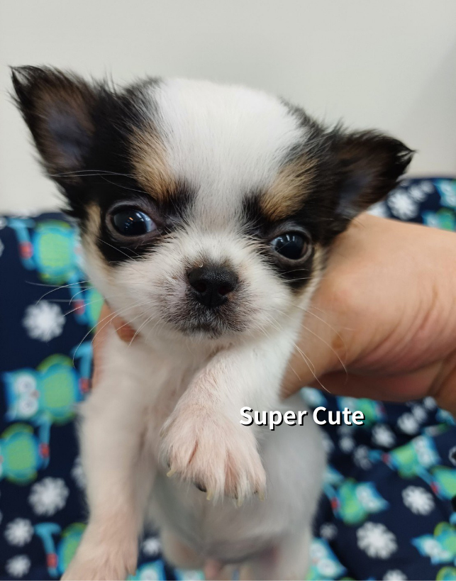 超可愛名犬社／長毛吉娃娃