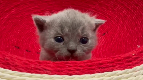 天使貓園／藍色英國短毛貓