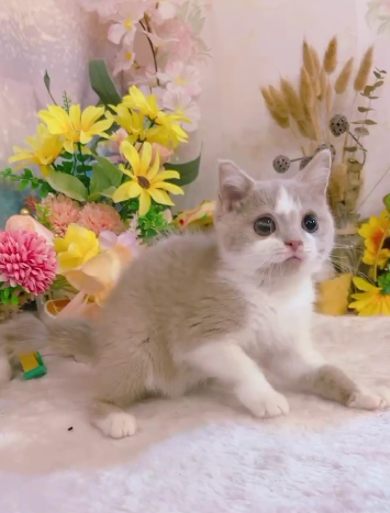 星光貓舍／紫丁白英國短毛貓