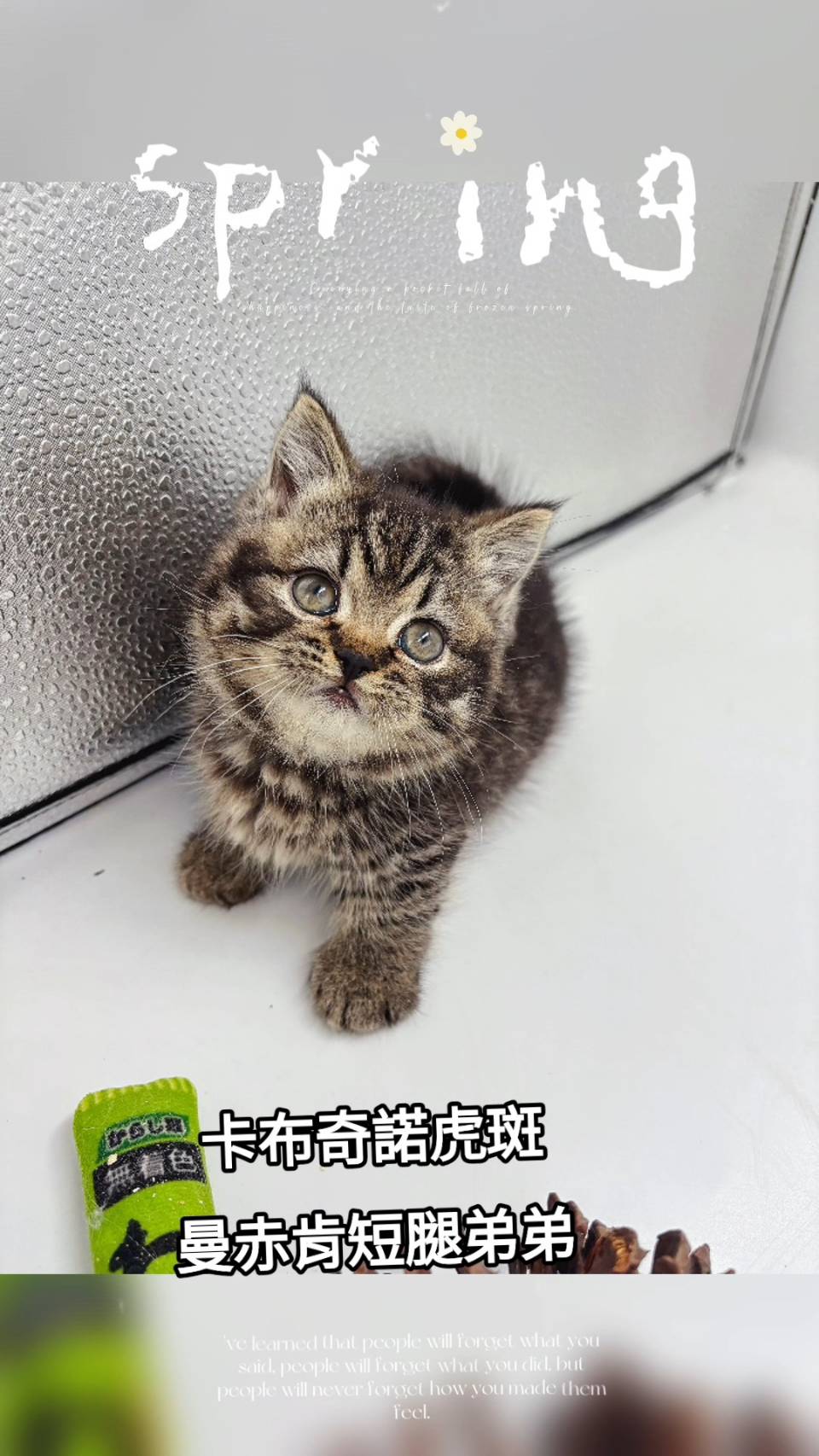 刻在你心底的貓／卡布奇諾虎斑紋曼赤肯