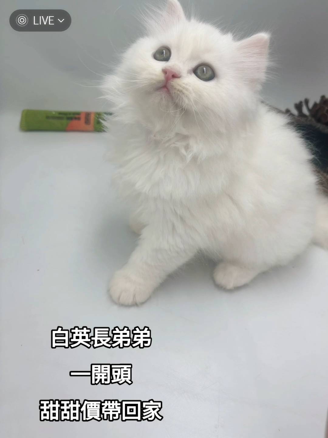 刻在你心底的貓／白色英國長毛貓