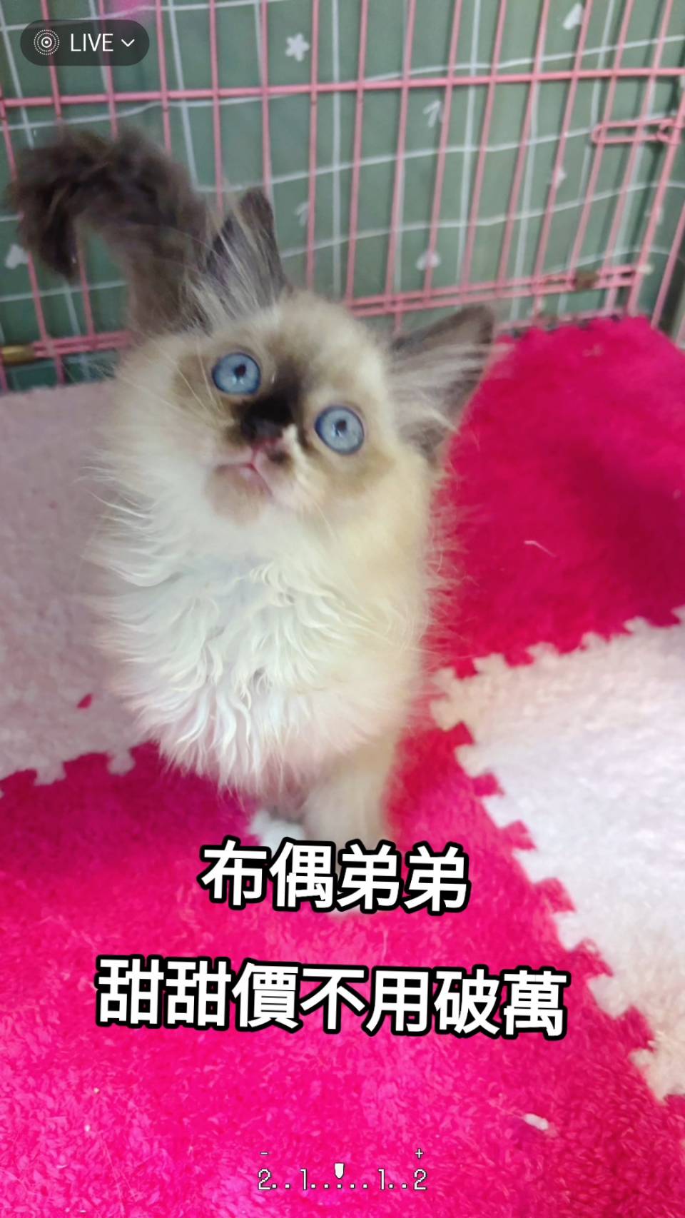 刻在你心底的貓／布偶貓