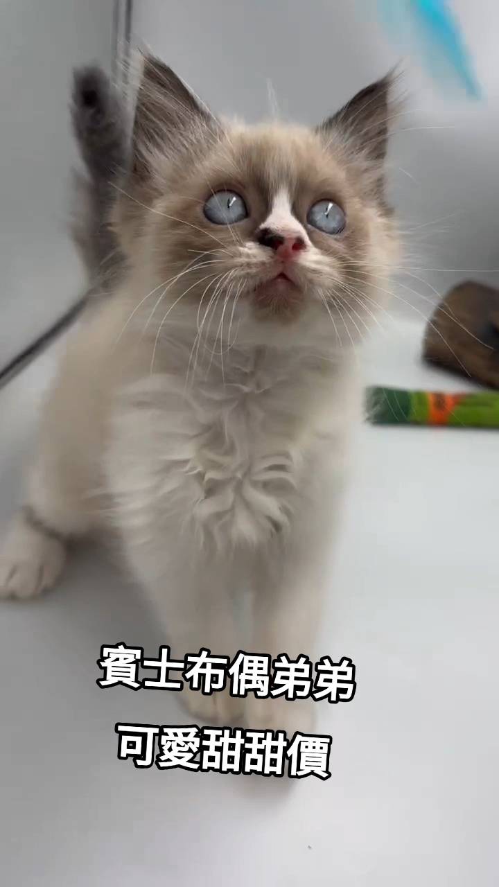 刻在你心底的貓／賓士布偶貓