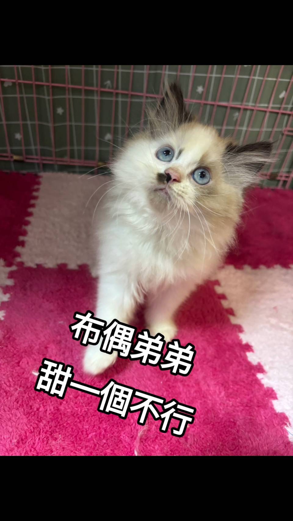 刻在你心底的貓／布偶貓