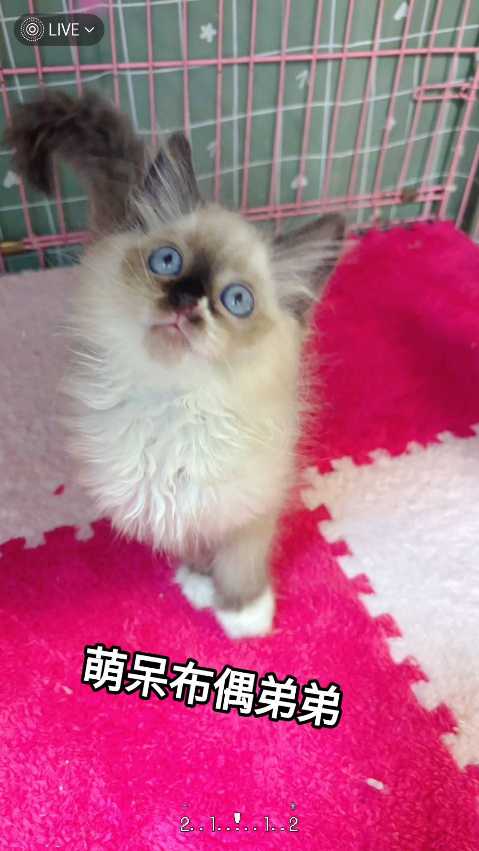 刻在你心底的貓／布偶貓