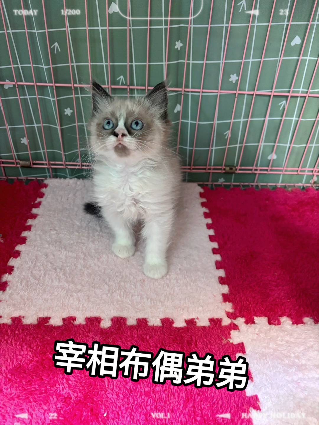 刻在你心底的貓／布偶貓