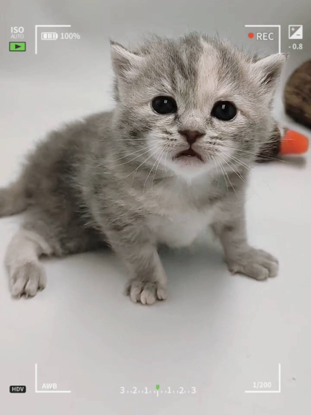 刻在你心底的貓／三花英國長毛貓