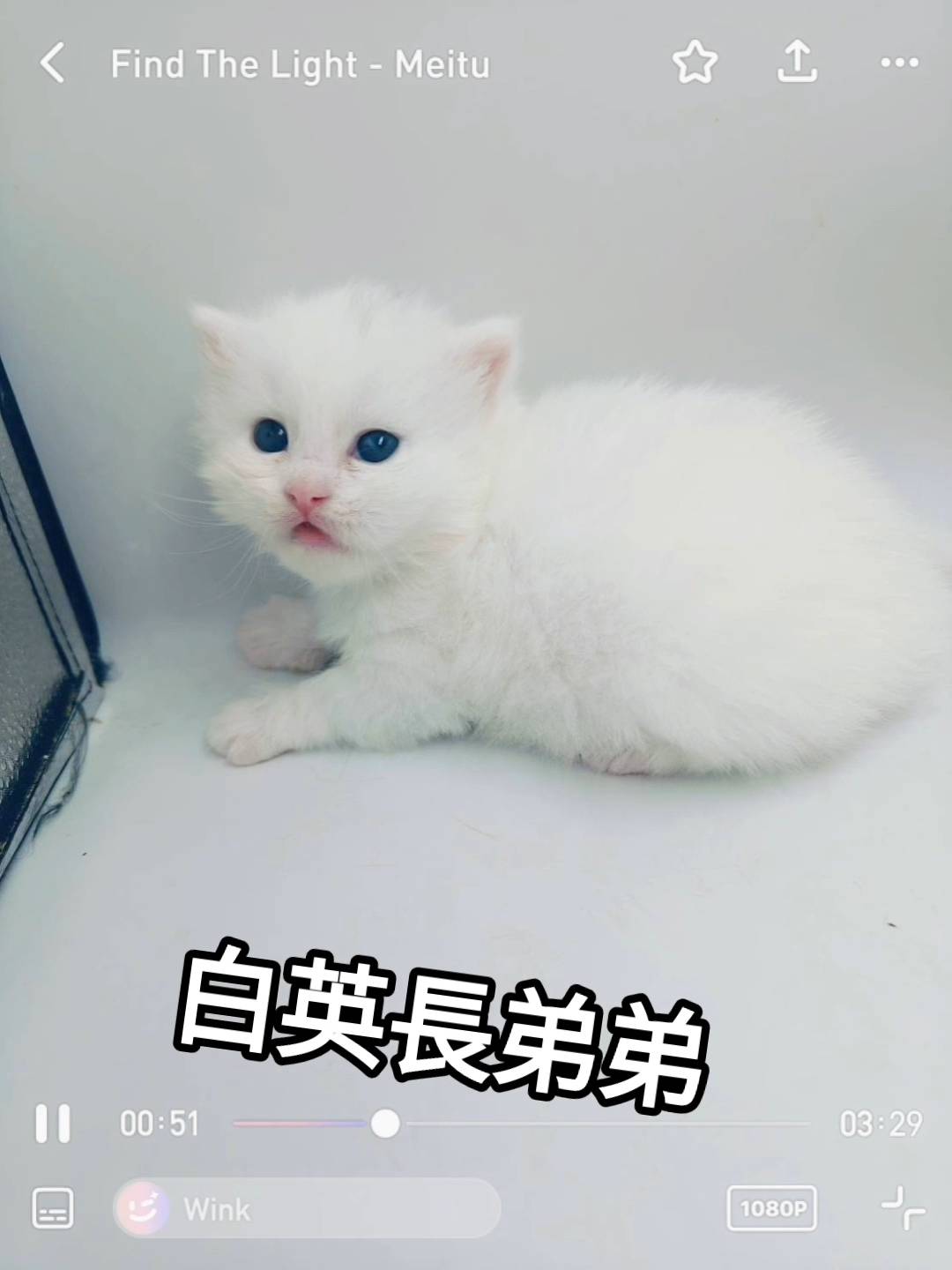 刻在你心底的貓／白色英國長毛貓
