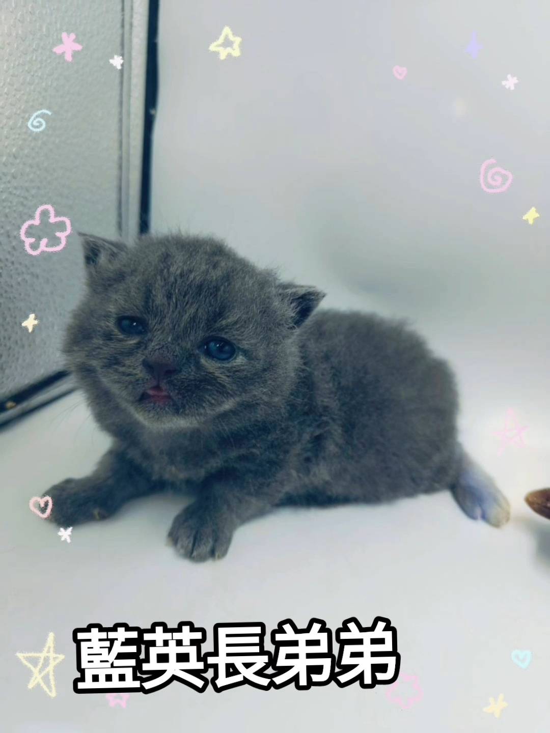 刻在你心底的貓／藍色英國長毛貓