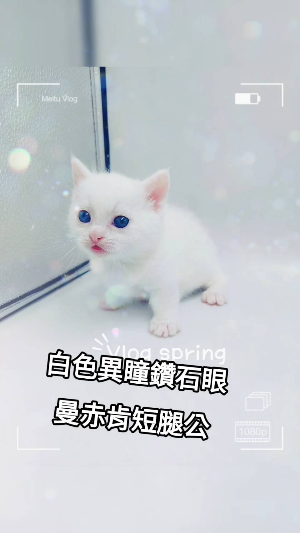 刻在你心底的貓／白色曼赤肯