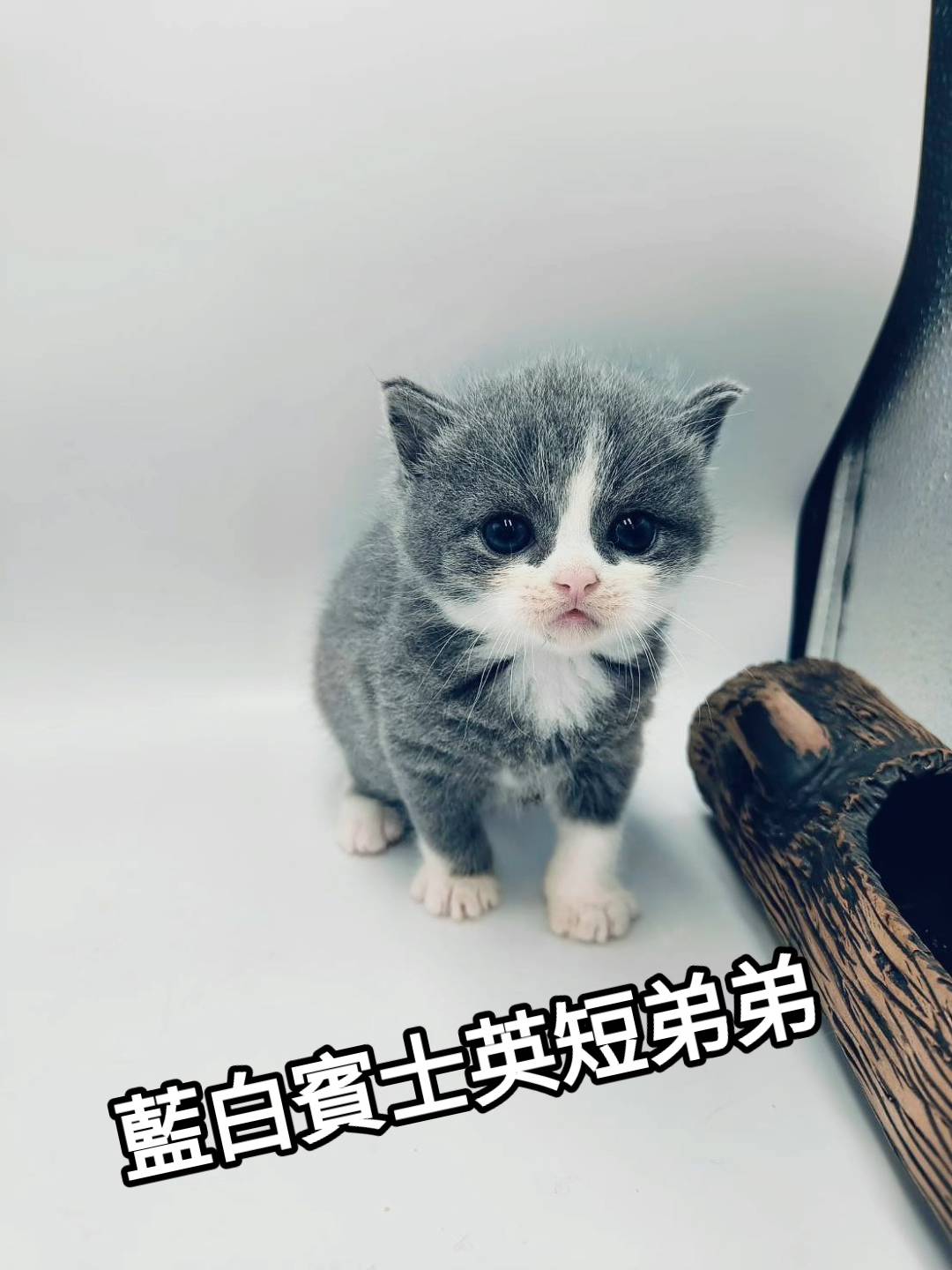 刻在你心底的貓／藍白賓士英國短毛貓