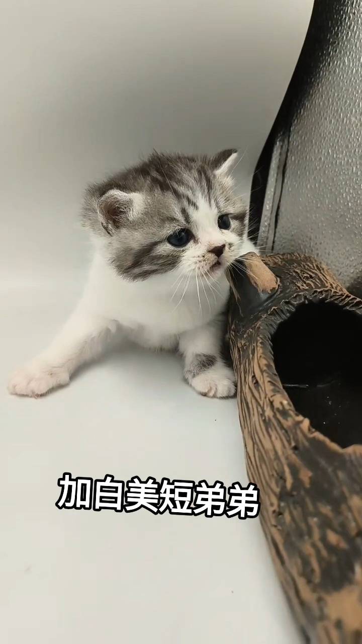 刻在你心底的貓／加白美國短毛貓