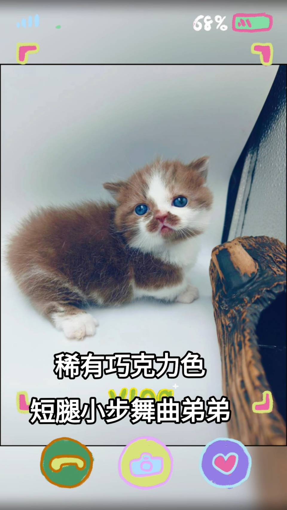 刻在你心底的貓／巧克力色小步舞曲