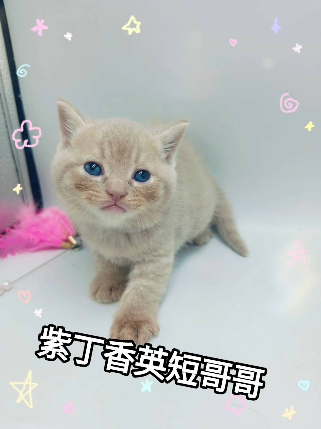 刻在你心底的貓／紫丁香英國短毛貓