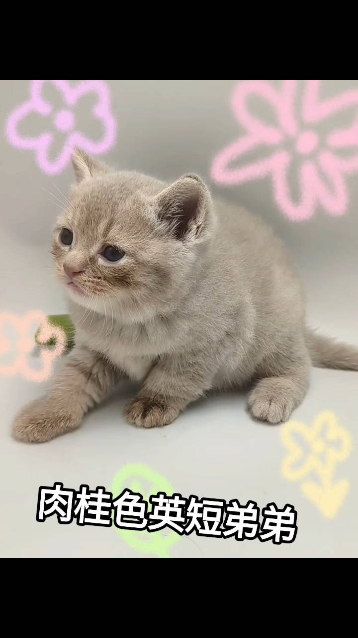 刻在你心底的貓／肉桂色英國短毛貓