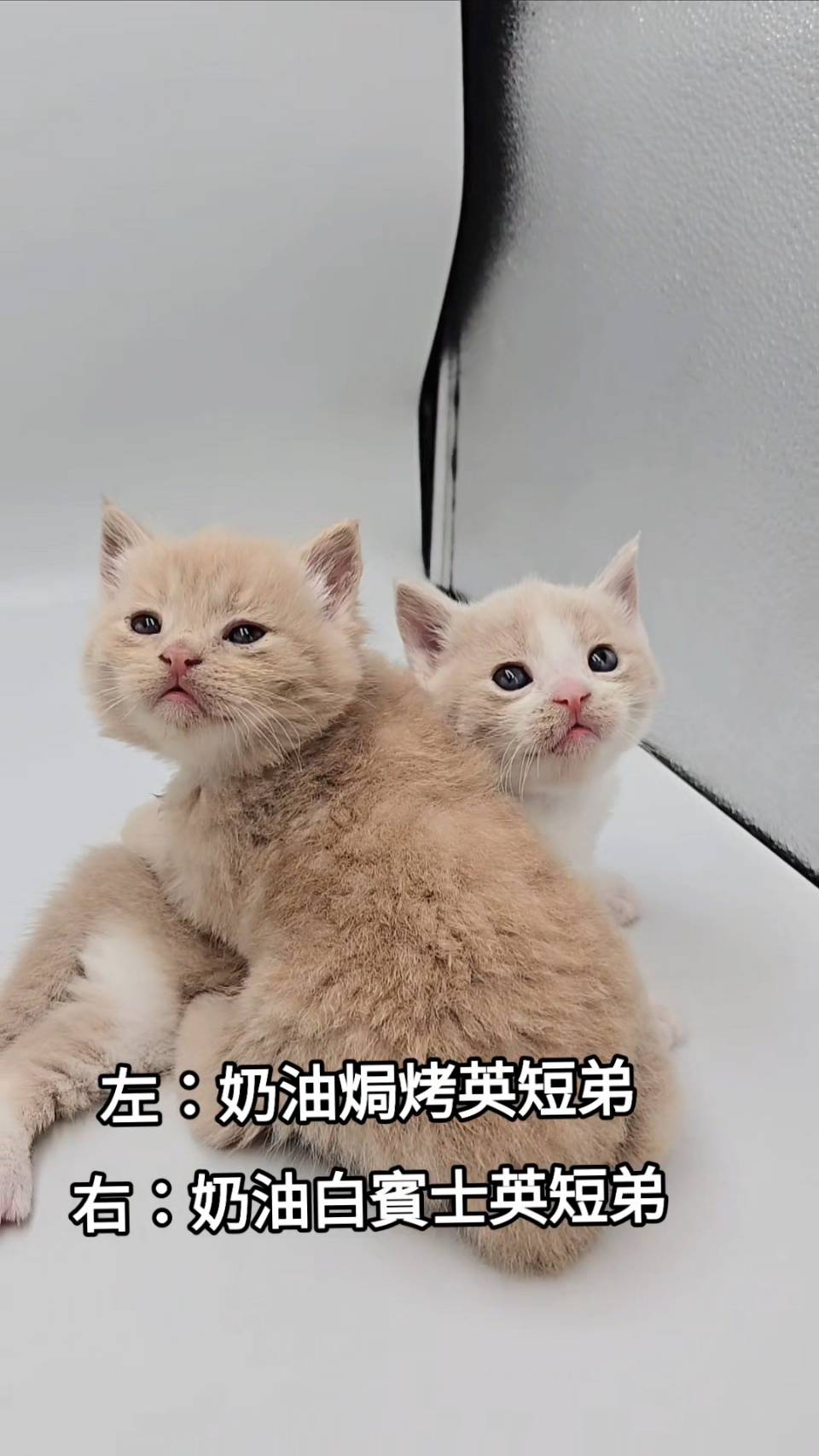 刻在你心底的貓／奶油色英國短毛貓